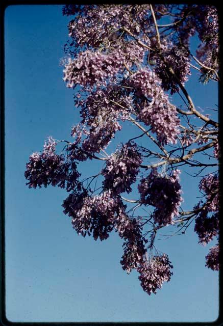 Blossoms of a jacaranda tree, close-up