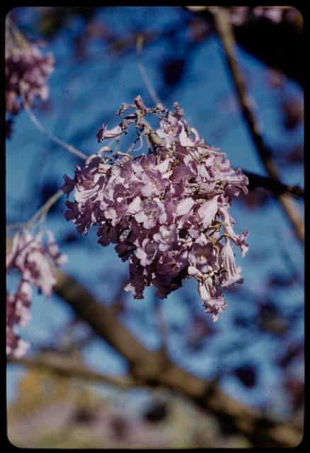 Blossoms of a jacaranda tree, close-up