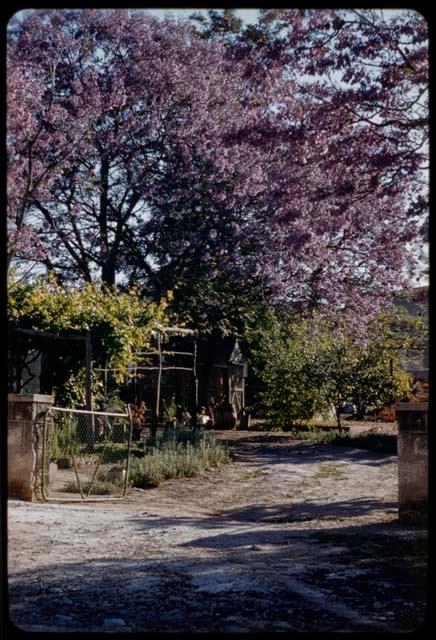 Hens and a blooming jacaranda tree in a yard