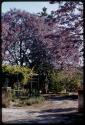 Hens and a blooming jacaranda tree in a yard