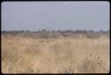 Kudu, distant view