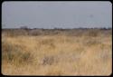 Kudu, distant view