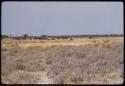 Zebra, wildebeest and springbok, distant view