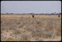 Springbok, distant view