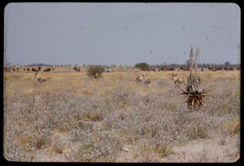 Animals between Okaukuejo and Namutoni