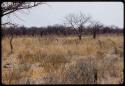 Secretary bird