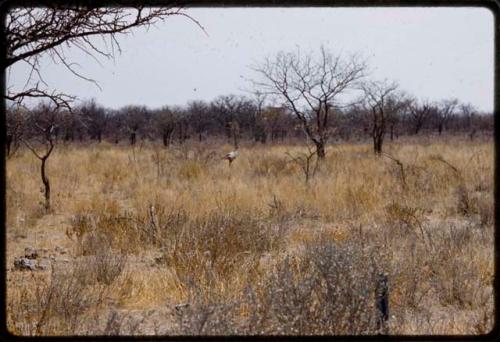 Secretary bird