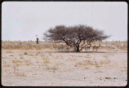 Springbok in the shade of small tree