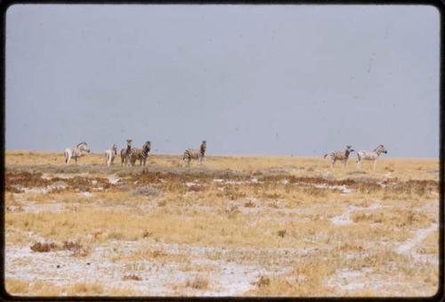 Zebras, distant view