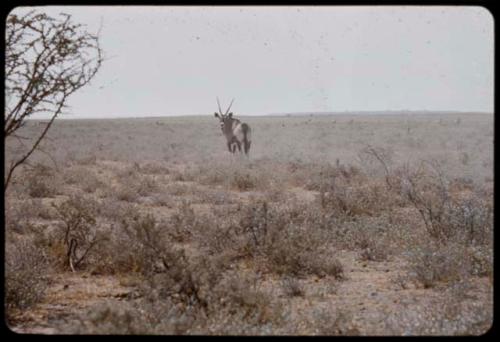 Gemsbok