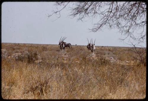 Four gemsbok