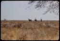 Four gemsbok