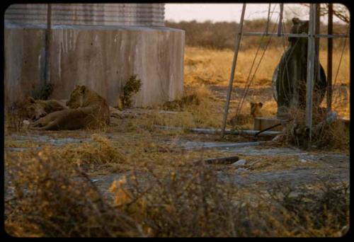 Lioness and cubs at a reservoir