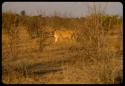 Lioness walking