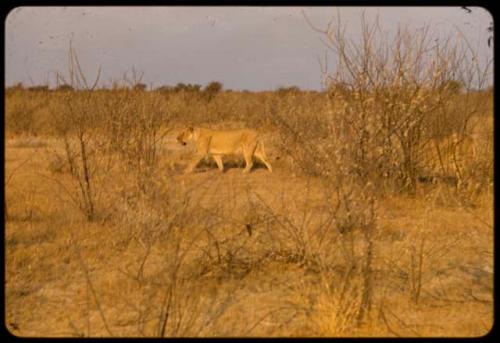 Lioness