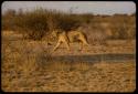 Lioness walking