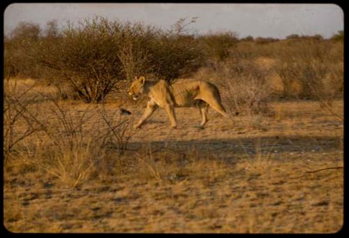 Lioness walking