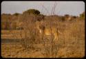 Lioness walking with cub