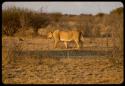 Lioness walking with cub