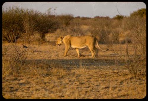 Lioness walking with cub