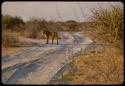 Lioness and two cubs on road