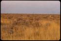 Two gemsbok, distant view