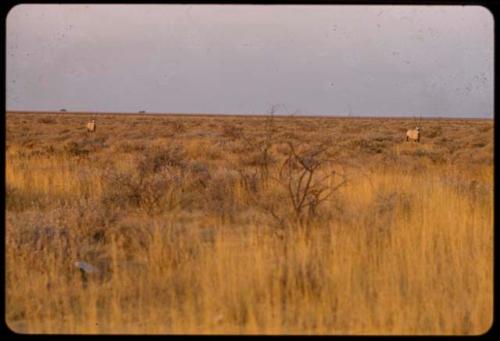 Two gemsbok, distant view