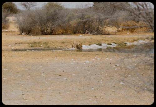 Lion drinking at a waterhole