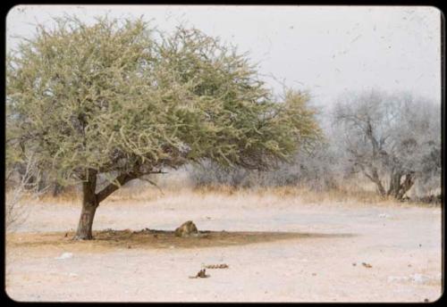 Lion resting in the shade under a tree