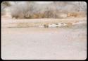 Lion drinking at a waterhole