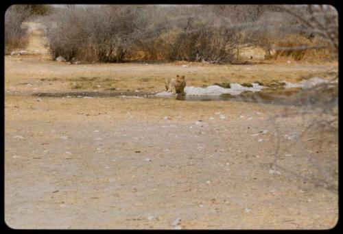 Lion drinking at a waterhole