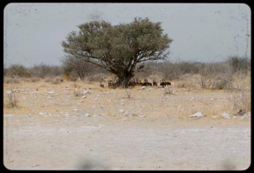 Guinea fowl in the shade under a tree