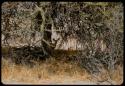 Steenbok standing under a tree