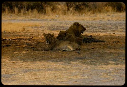 Three lions resting in the shade, close-up