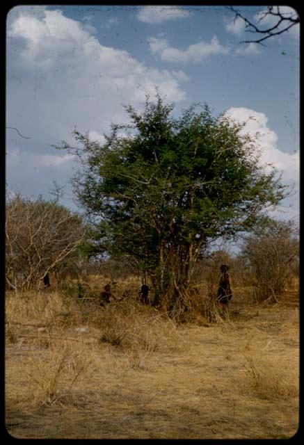 Three people standing and sitting under a tree