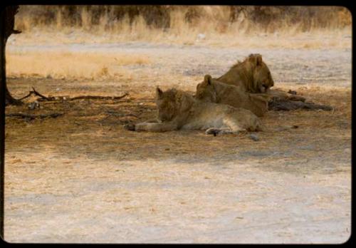 Three lions asleep in the shade, close-up