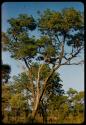 Tree between Samangaigai and "Karakawise"