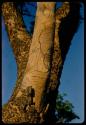 Tree, close-up showing grain