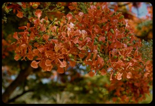 Blossoms on a tree, close-up