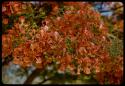 Blossoms on a tree, close-up