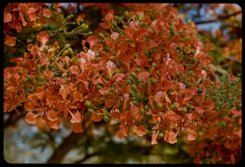 Blossoms on a tree, close-up