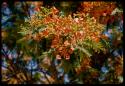 Blossoms on tree, close-up