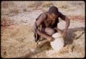 Ngwagetse scraping a water root