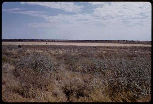 Landscape, grass and brush