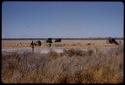 Expedition members and trucks by a waterhole, in the distance