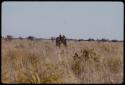 Expedition truck driving through grass