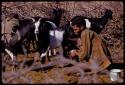 Boy milking a goat