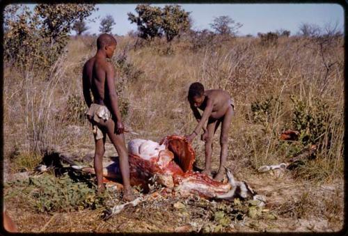 Oukwane and Gai skinning a gemsbok