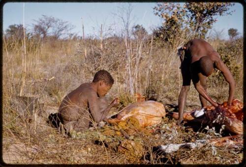 Oukwane squeezing gemsbok rumen