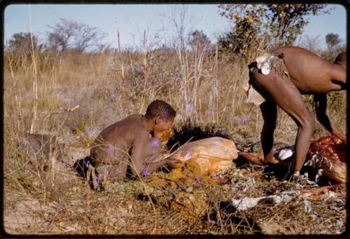 Oukwane squeezing gemsbok rumen